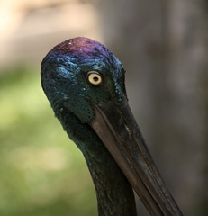 black necked stork